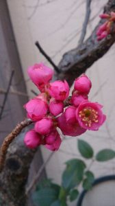 緋寒桜は満開です。