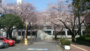 市役所から、、、桜の向こうに見えてきます。
